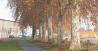 Vue sur la piste cyclable et les platane de l'avenue Libération