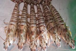 crevettes