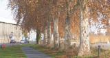 Vue sur la piste cyclable et les platane de l'avenue Libération